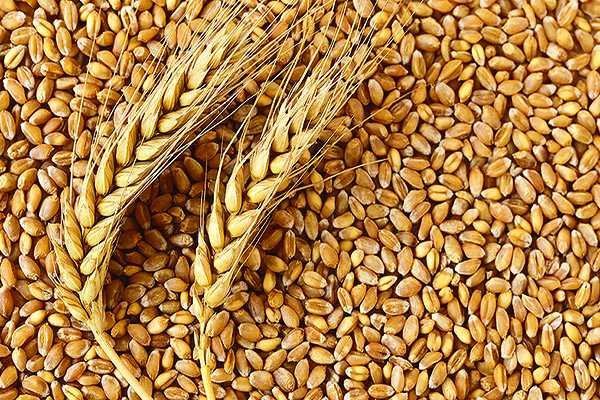 Nemožné se stalo skutečností – genom pšenice rozluštěn!