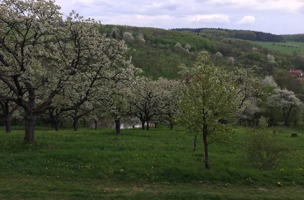 Agrolesnictví v Česku je v začátcích, není všelékem, říká expert
