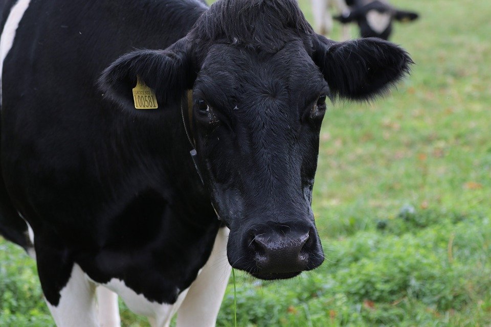Zemědělci v Plzeňském kraji teď dostávají za mléko více než dříve