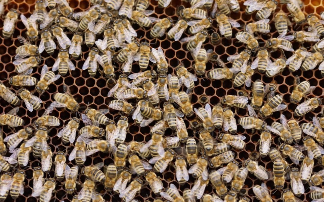 Od příštího roku se změní pravidla ošetřování včelstev i býků