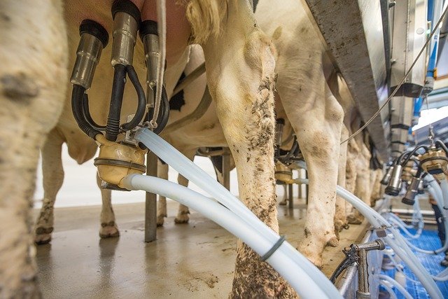 Zemědělská výroba pokračuje, obavy jsou u mléka