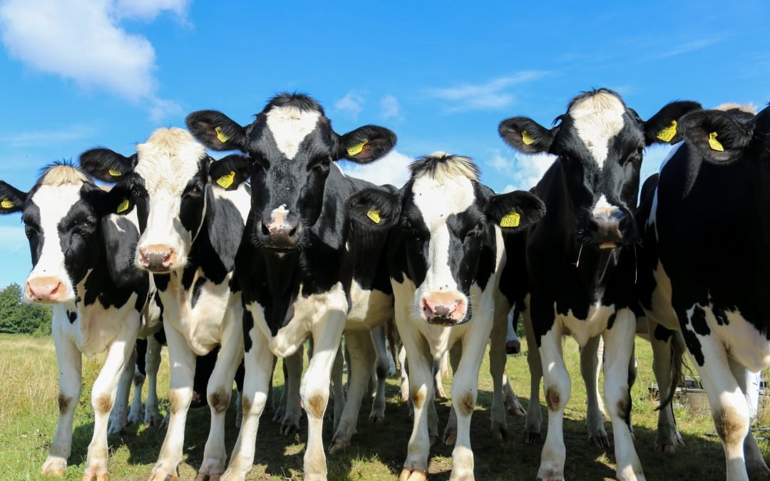 Producenti mléka žádají o okamžité zavedení krizového opatření v celé EU.