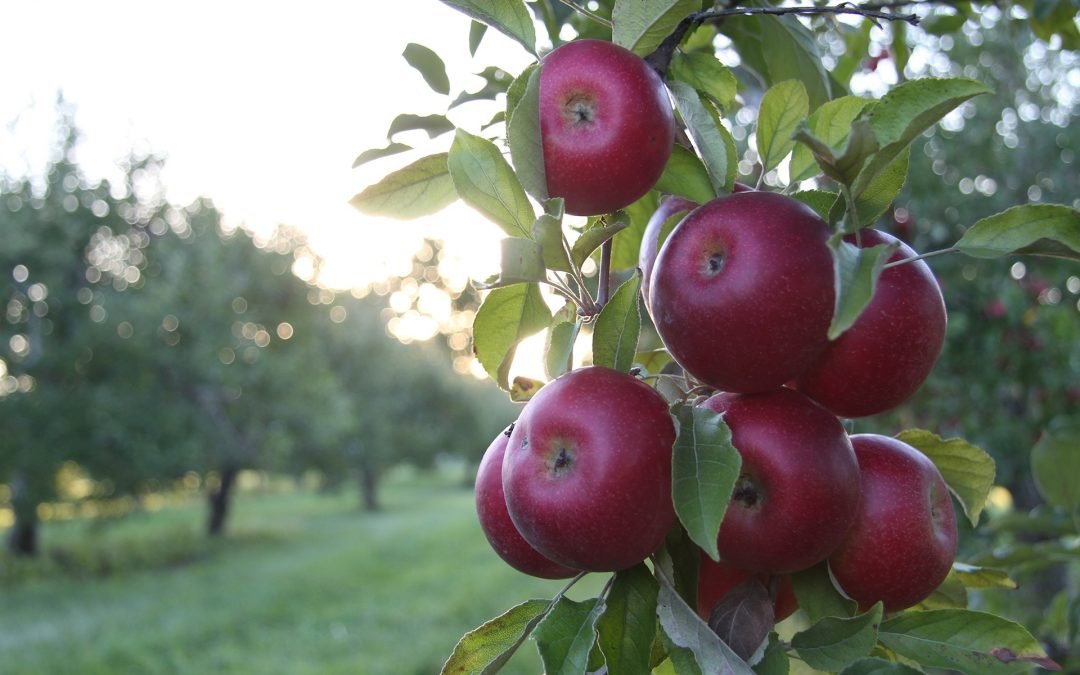 Ceny jablek vzrostly o 40 procent, důvodem je nízká úroda