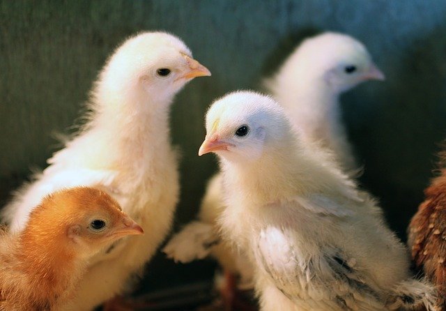 Firma z jihočeského Dynína testuje kuřecí krmiva bez antibiotik