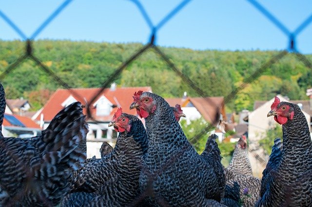 Světová organizace uznala, že v ČR není ptačí chřipka