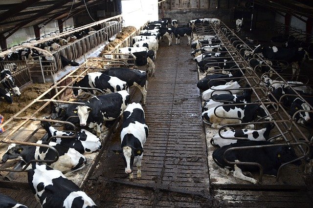 Produkce mléka stoupá, výkupní ceny stále klesají