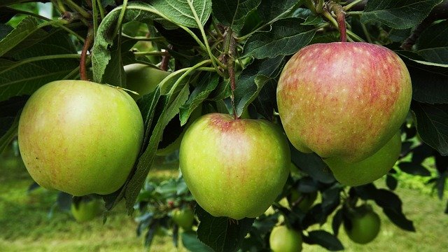 Sklizeň jablek v ZD Dolany bude slabší, ale ve výborné kvalitě