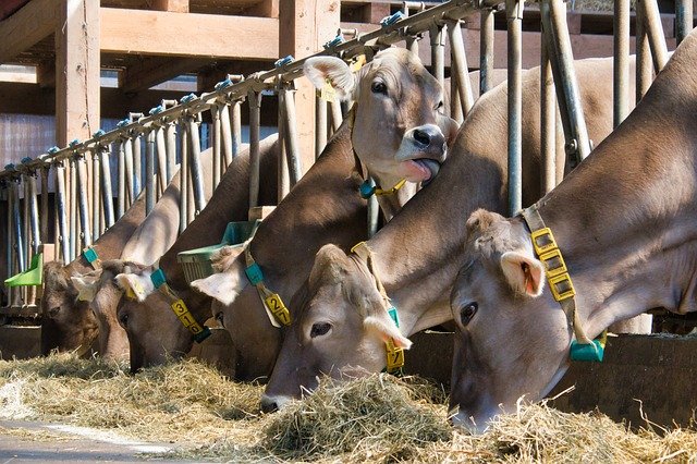 Mléčný trh v roce 2021: Zvýšení produkce mléka ale i snížení stavu dojnic