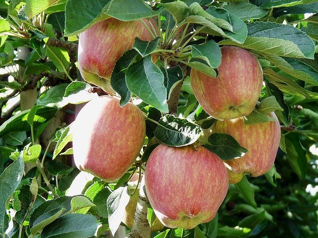 Ceny jablek od srpna klesly téměř o 30 procent na 35 Kč/kg