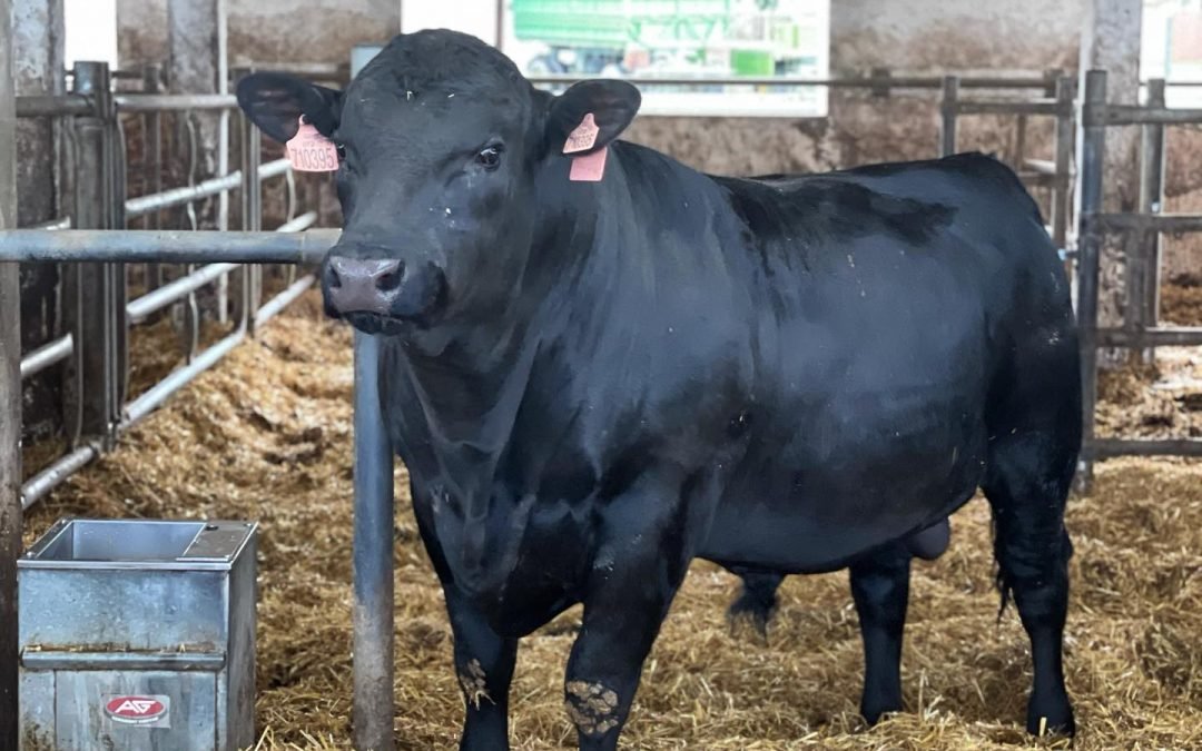 Farma Škodových z Třebíčska vykrmené býky sama poráží, maso nechává zrát i měsíc