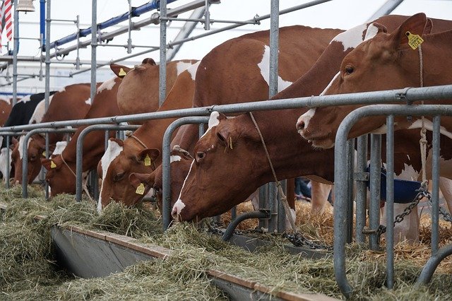 Chovaného skotu za první pololetí 2021 na jižní Moravě ubylo, výroba mléka vzrostla