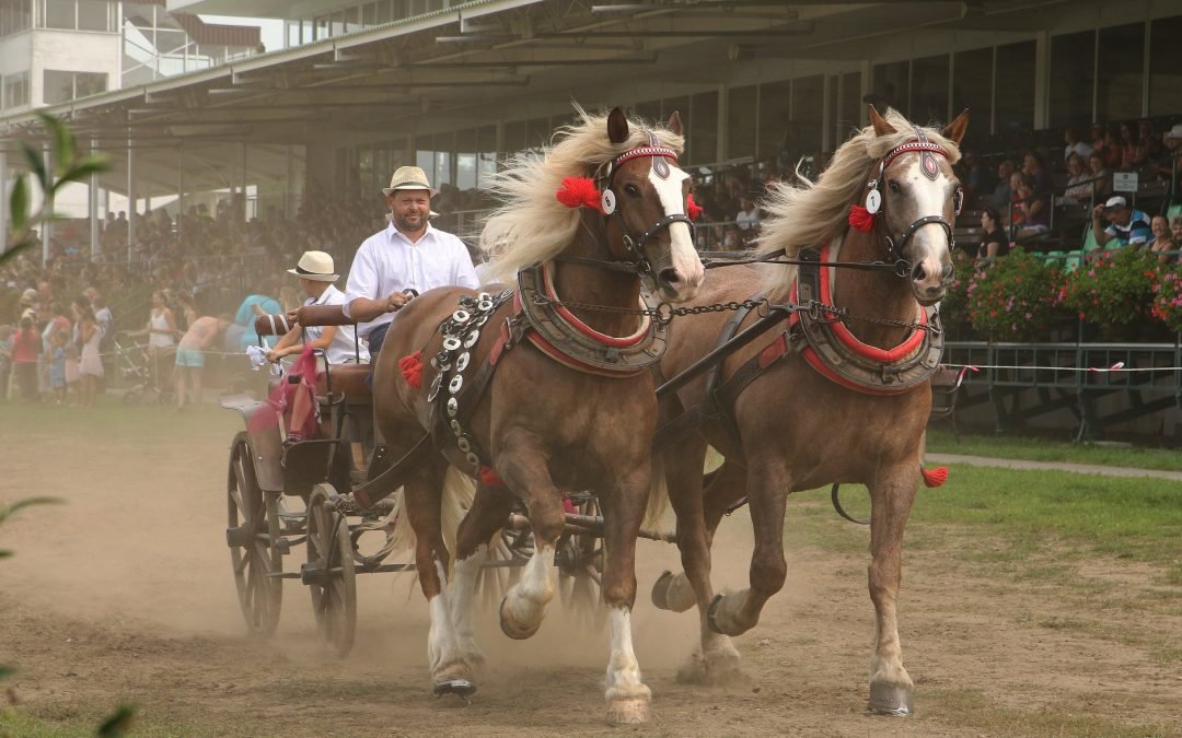 Výstava Koně v akci poprvé uspořádá dostih pro poníky a dětské jezdce