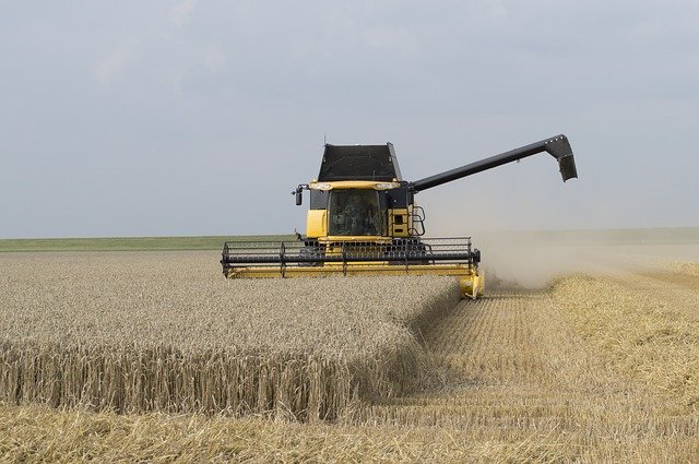 Cena pšenice stoupla nejvýše od roku 2012, poptávka roste a nabídka se snižuje