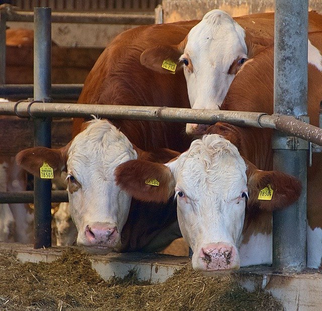 MZe: Spotřeba antimikrobik u zvířat loni sice stoupla o 4,6 pct, dlouhodobě ale klesá