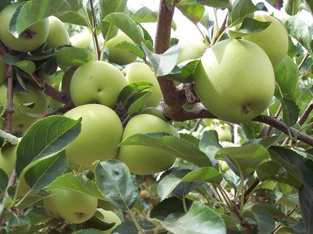 Cenovka – jablka – prosinec 2021