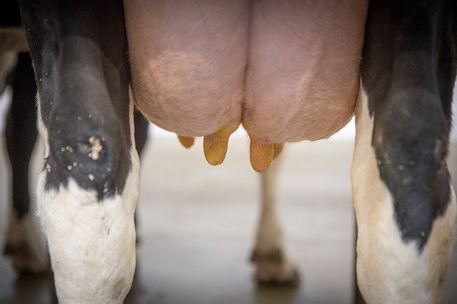 Brněnští vědci vyvíjejí vakcínu proti zánětu mléčných žláz u krav