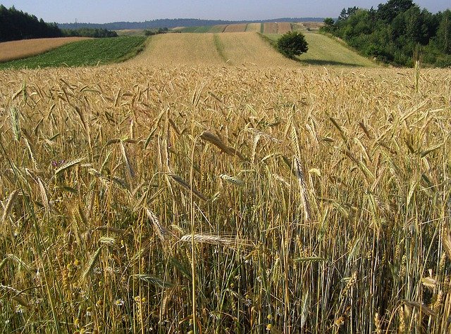 Vědci Univerzity Pardubice vyvinuli senzory, které řídí závlahu na polích