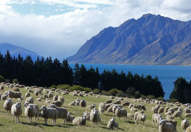 Nový Zéland, země ovcí a skotu, chce zavést emisní povolenky v zemědělství