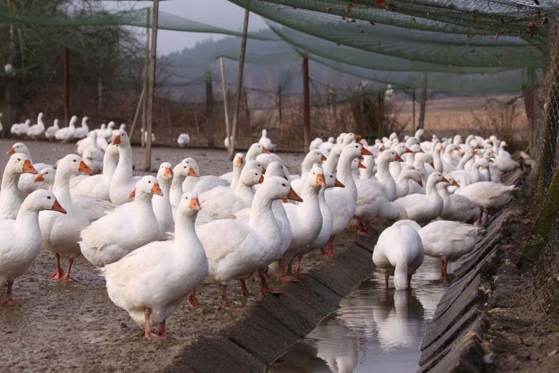 Farma v Rohozné vykrmila tisícovku hus, přes vyšší cenu jsou zamluvené