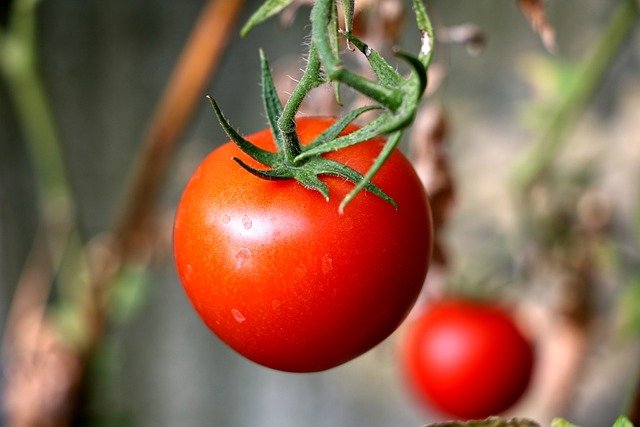 V Česku loni přibyly další více než tři hektary skleníků, hlavně s rajčaty