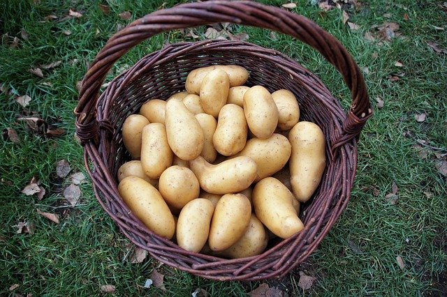 V ČR začala sklizeň raných brambor, přibližně o týden později než loni