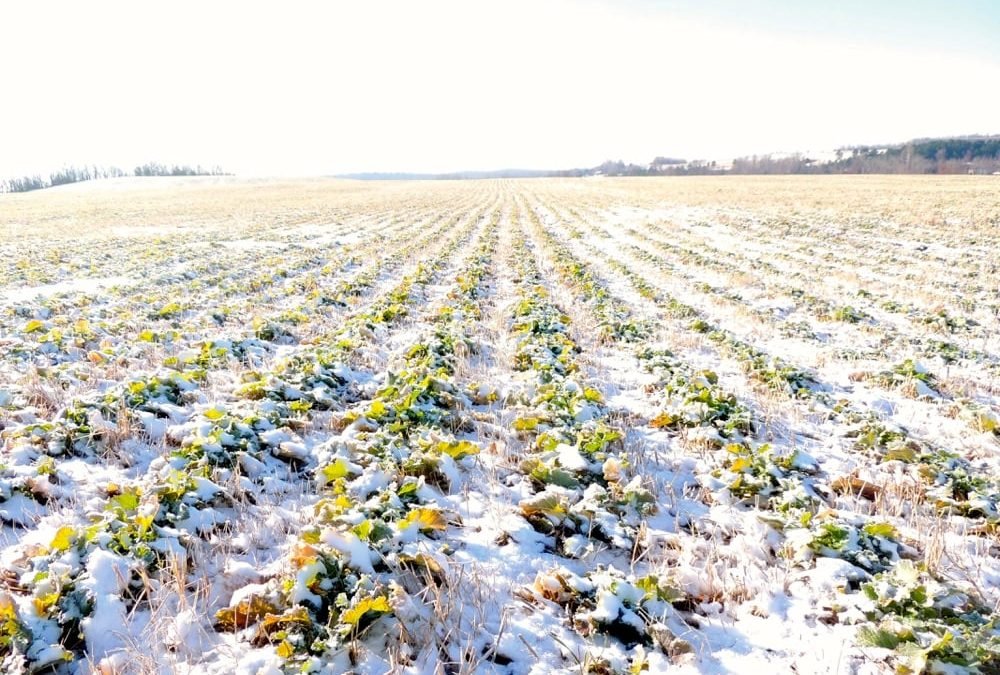 Současné mrazivé počasí bez sněhu může poškodit ozimou pšenici a řepku