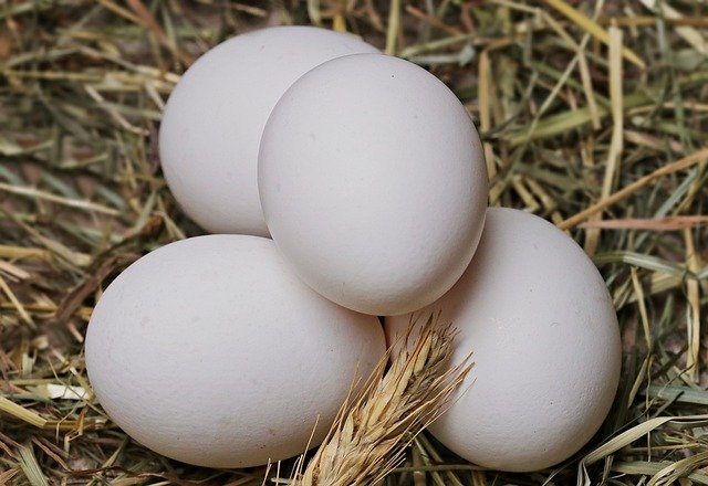Přibude vajec s bílou skořápkou, drůbežářům to ale zvýší náklady