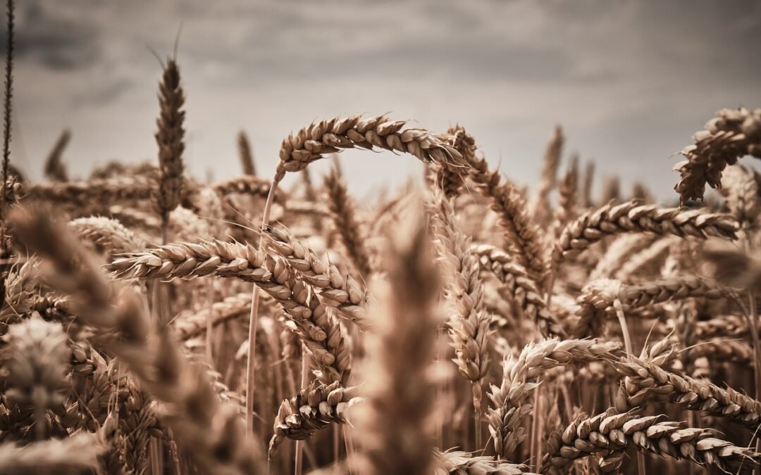 Pšenice je nejlevnější za 3,5 roku, v Evropě ale cenu nesráží jen Ukrajina