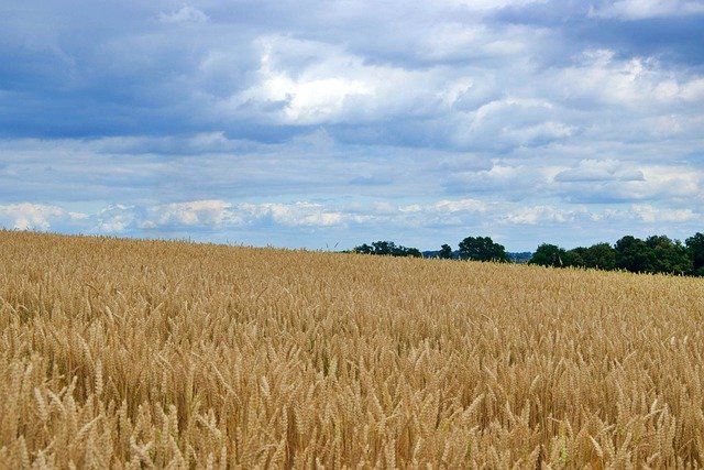 ČSÚ: Hodnota zemědělské produkce loni klesla o 7,8 pct na 176,9 mld. Kč