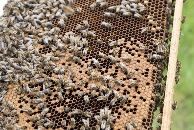 Podíl stanovišť včelstev bez varroázy letos meziročně vzrostl ze 17 na 20 pct