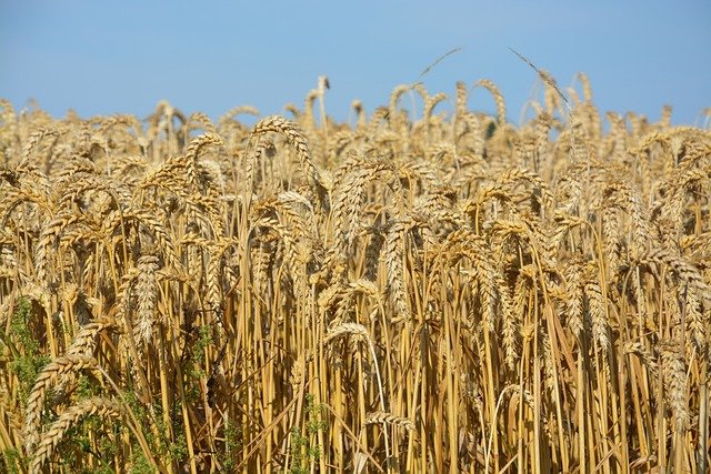 Cenovka – pšenice – duben 2024