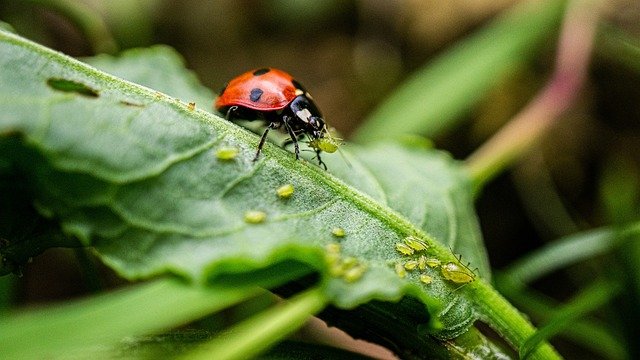 Účinnost přípravků proti škůdcům klesá, uvedl výzkumník ze zemědělské univerzity