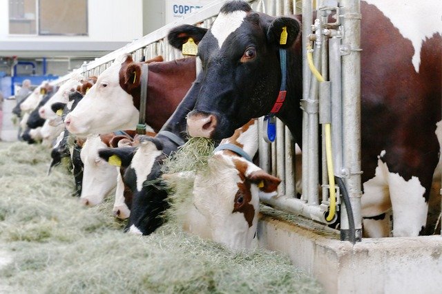Selektivní terapie suchostojných krav – jaké jsou možnosti?