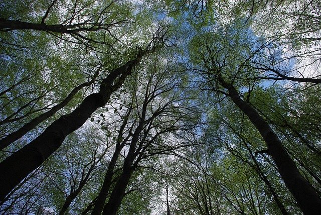 Vědci: Staré lesy mají velký potenciál v zachycování oxidu uhličitého z emisí