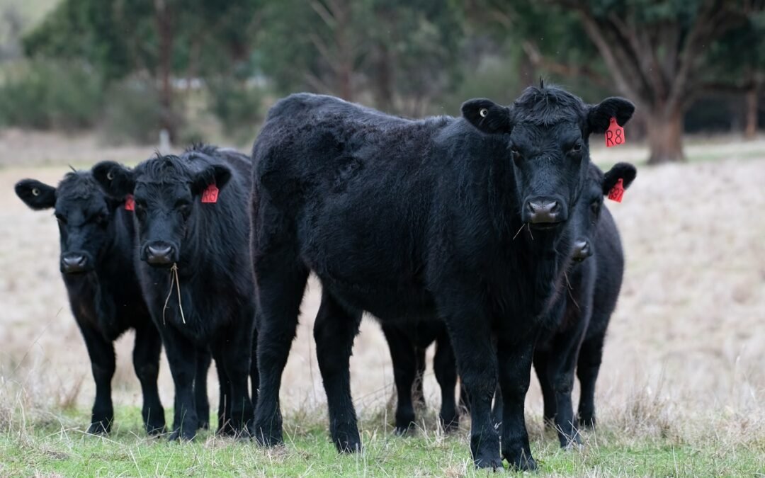 Evropští farmáři protestovali proti dohodě Mercosur, Francie ji nepodpoří