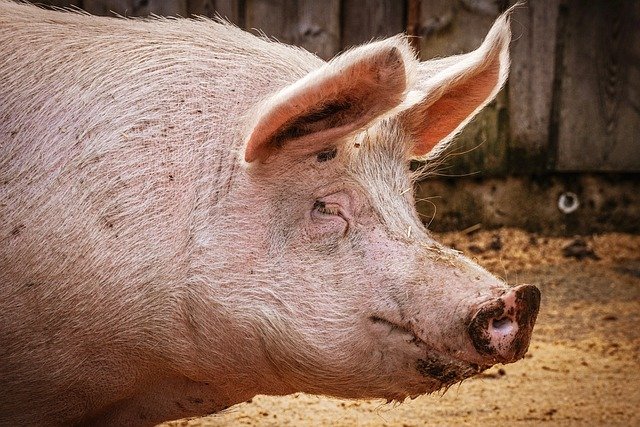 Produkce masa na jatkách meziročně vzrostla o 7,4 pct, kuřecí a vepřové zlevnilo